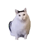 White Cat with Black Spot Standing