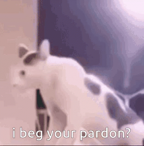 White Cat With Black Spots Asking For Pardon GIF