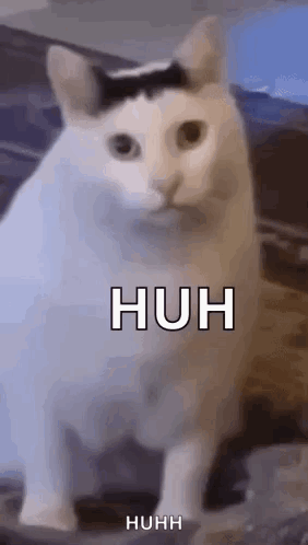 White Cat With Black Stripe Sitting GIF
