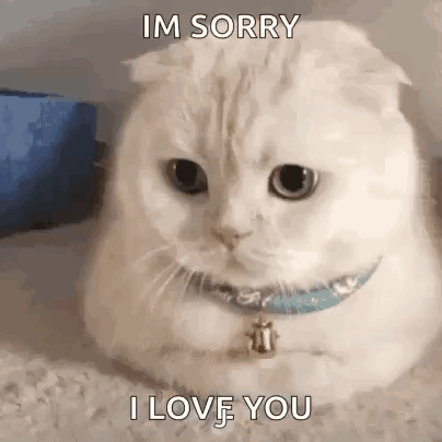 White Cat With Blue Collar Saying I'm Sorry I Love You