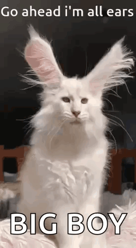 White Cat with Bunny Ears Go Ahead I'm All Ears Big Boy