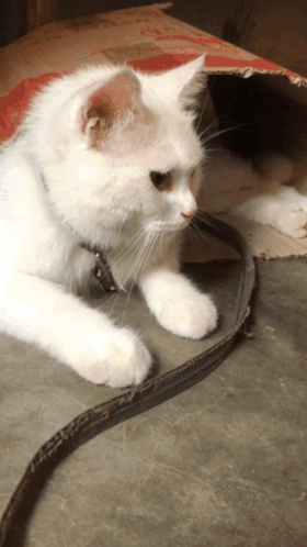 White Cat With Collar Lying