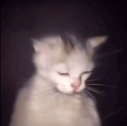 White Cat With Eyes Closed