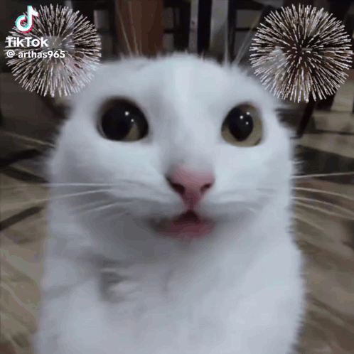 White Cat With Fireworks Behind Ears TikTok GIF