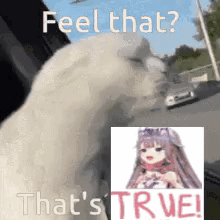 White Cat With Girl Picture Feel That True