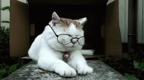White Cat with Glasses Laying by Box