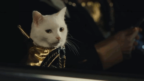 White Cat With Gold Collar Sitting in Car