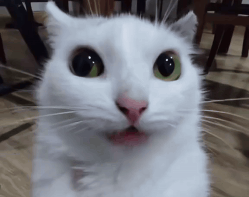 White Cat With Green Eyes and Pink Nose