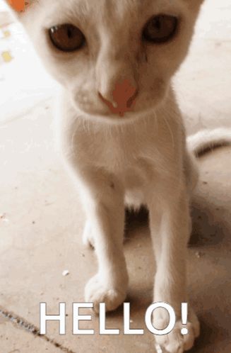 White Cat With Hello