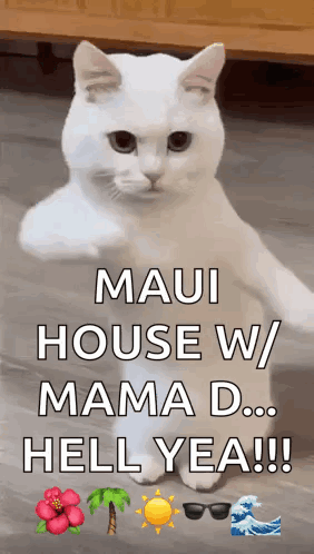 White Cat With Maui House Words