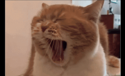 White Cat With Mouth Open Me Right Now