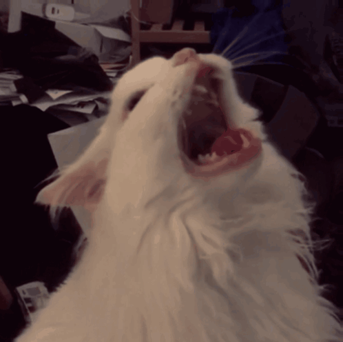 White Cat With Mouth Open