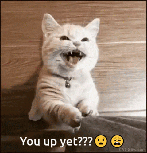 White Cat With Mouth Open Saying You Up Yet