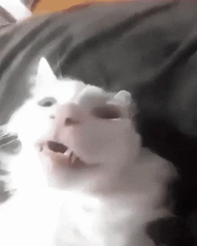 White Cat With Mouth Wide Open