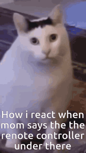 White Cat With Mustache Sitting On Bed GIF