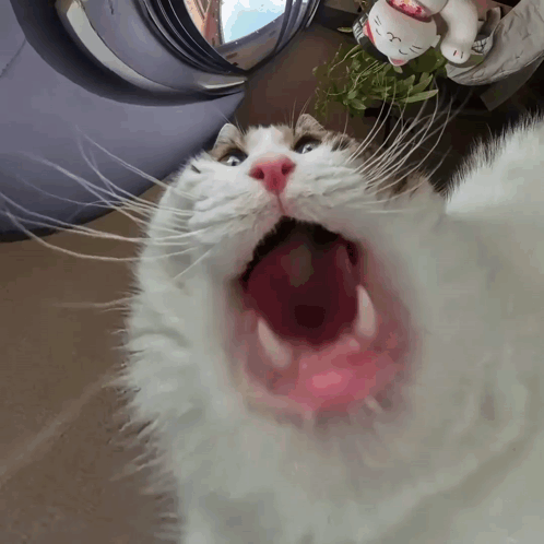 White Cat with Open Mouth and Hello Kitty Figurine