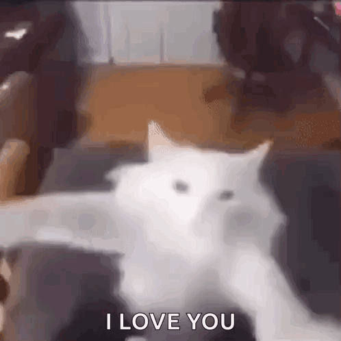 White Cat With Paws Out Saying I Love You