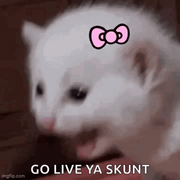 White Cat With Pink Bow Being Held