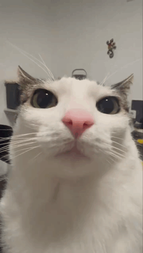 White Cat with Pink Nose and Green Eyes
