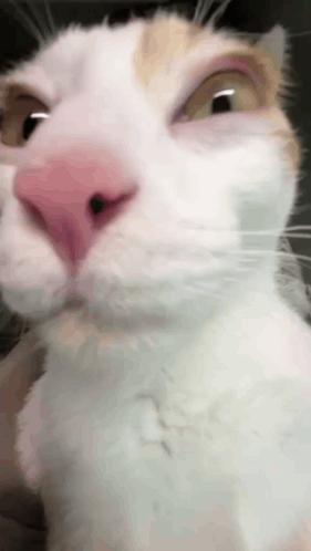 White Cat with Pink Nose and Yellow Eyes