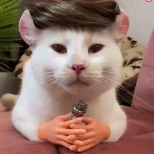 White Cat With Wig Holding Microphone GIF