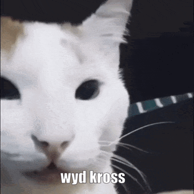 White Cat With Wyd Kross