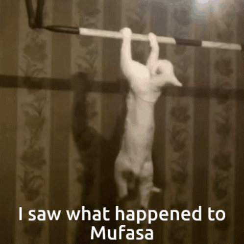 White Cat Work Out Funny Meme GIF
