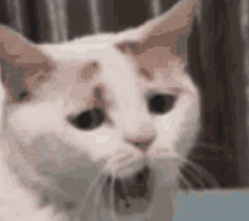 White Cat Yawning Wide