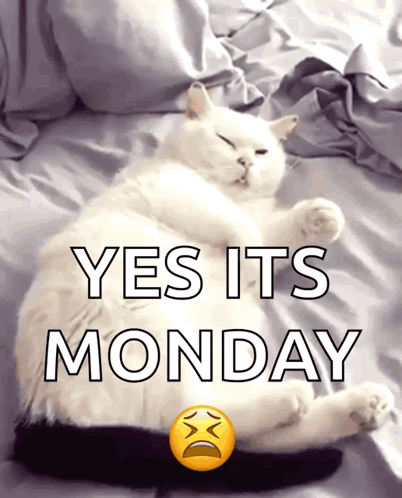 White Cat Yes It's Tired Monday GIF