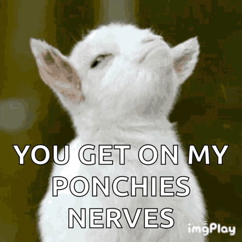 White Cat You Get on My Ponchies Nerves