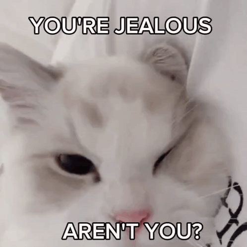 White Cat You're Jealous Aren't You GIF
