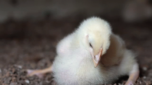 White Chicken Laying on Ground Looking at Camera