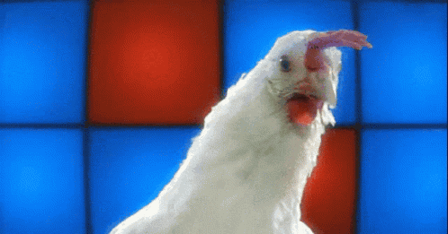 White Chicken Standing in Front of Blue and Red Wall