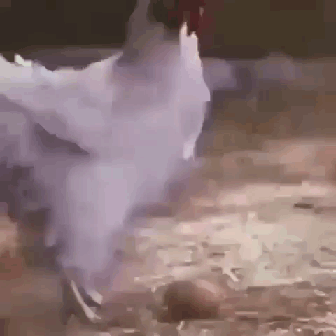 White Chicken Standing on Dirt Ground