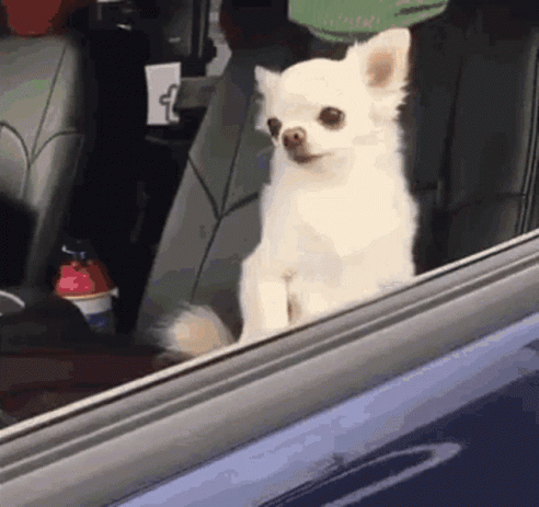 White Chihuahua Looking Out Car Window