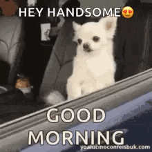 White Chihuahua Sitting in Back Seat of Car