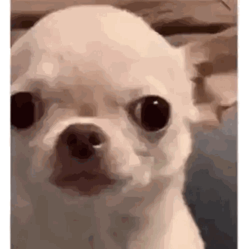 White Chihuahua Surprised Look