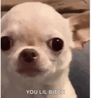 White Chihuahua You Lil Bitch