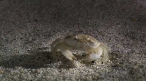 White Crab Crawling On Sand GIF