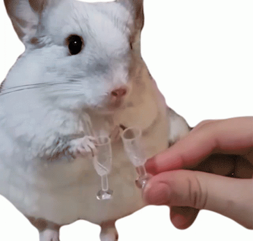 White Cute Chinchilla Cheers No Background GIF