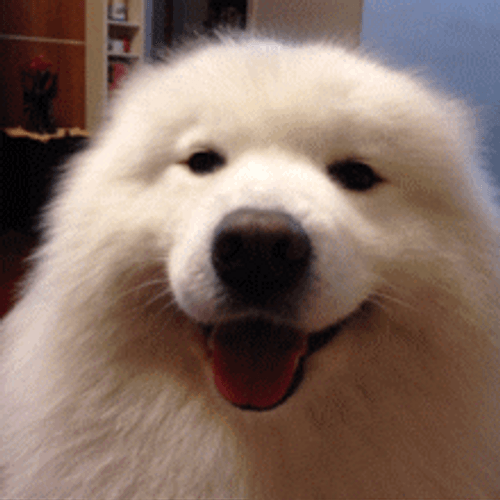 White Cute Dog Wink GIF
