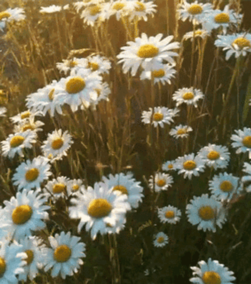 White Dandelion Flower Field GIF