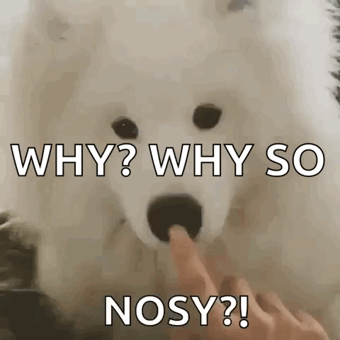White Dog Asking Why