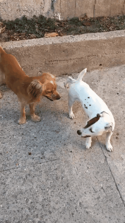 White Dog Doing Moonwalk GIF