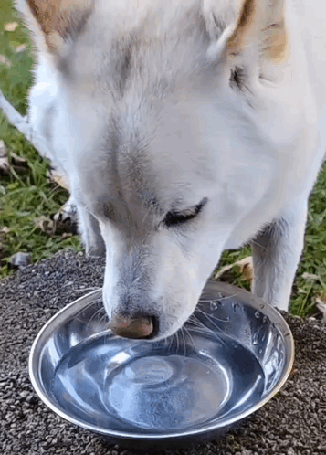 White Dog Drinking Water From Metal Bowl