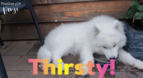 White Dog Drinking Water Thirsty