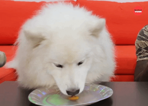 White Dog Eat Licks Plate Monch Monch GIF