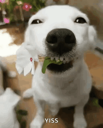 White Dog Eating Flower Yiss