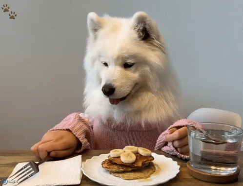 White Dog Eating Pancakes