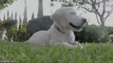 White Dog Feeling The Grass GIF
